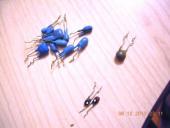 Прикрепленное изображение: DSCN0601.jpg